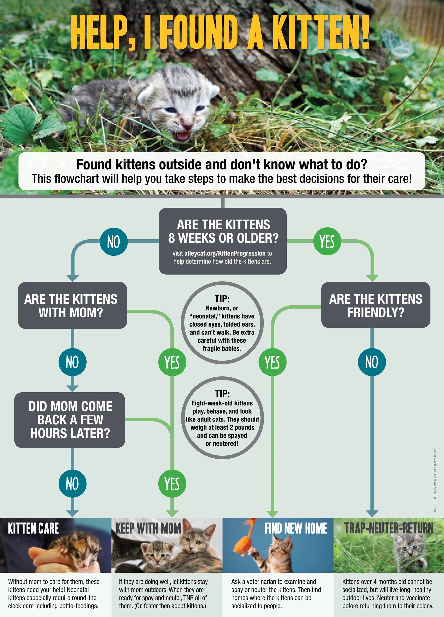 A document that talks about what to do if you find a kitten in the wild.