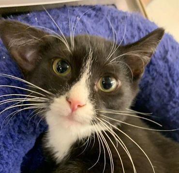 A black and white kitten with a floppy ear.