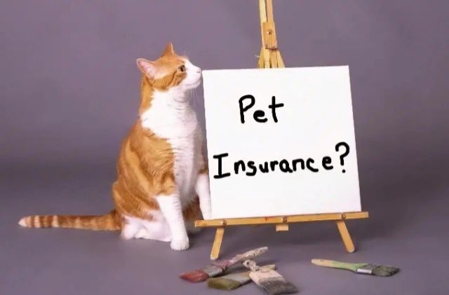 Orange and white cat next to an easel with 'Pet Insurance?' sign.