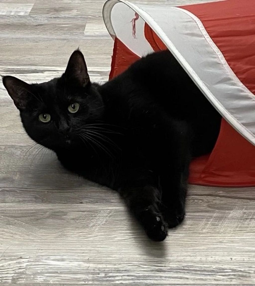 A black cat peaking out of a red and white bag.