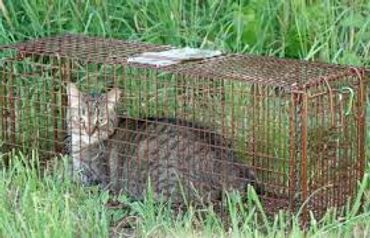 A tabby cat trapped in a cage.