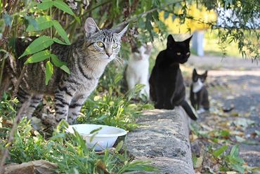 Feral cats sitting on a curb.