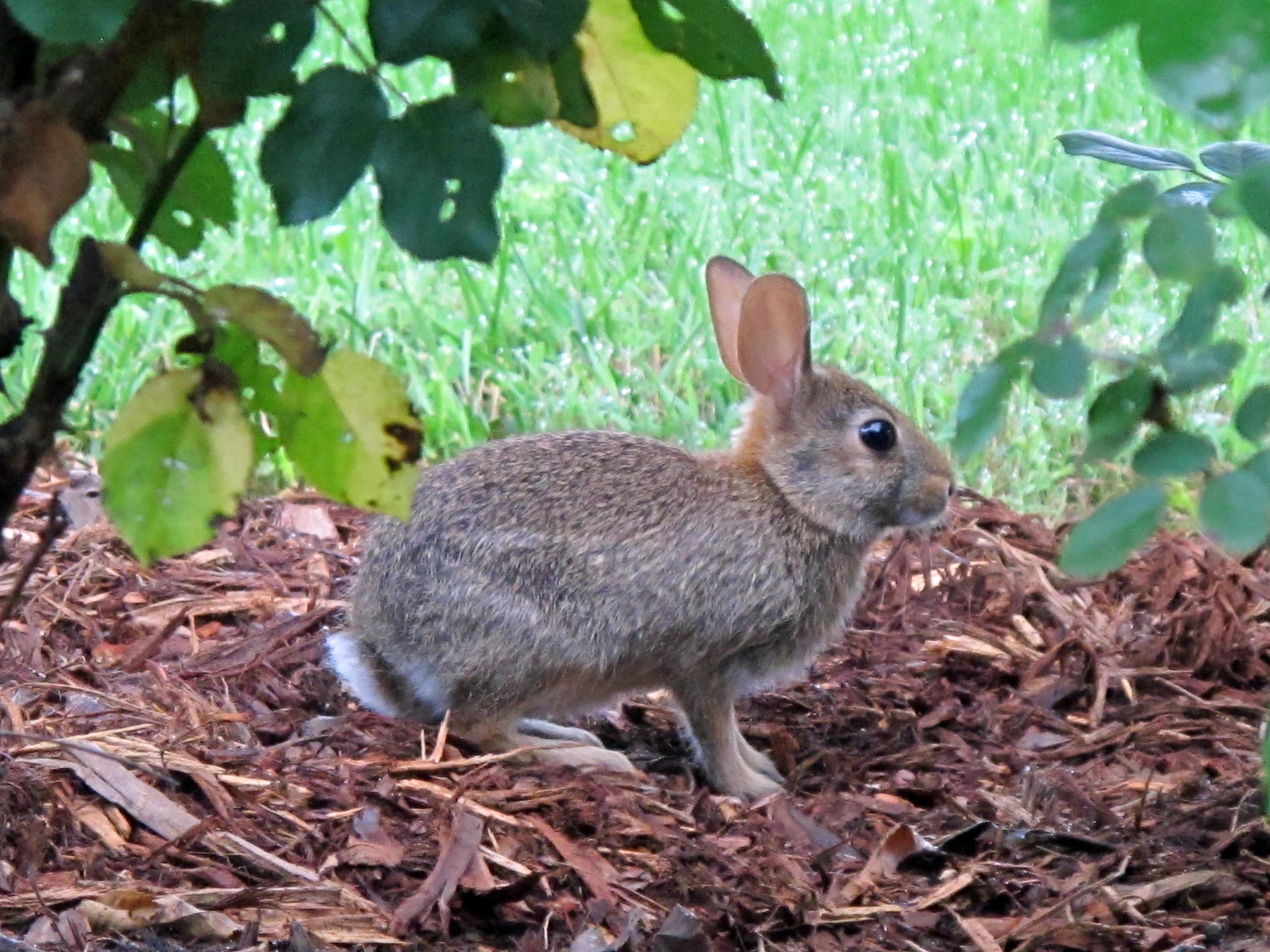 Down the Rabbit Hole?