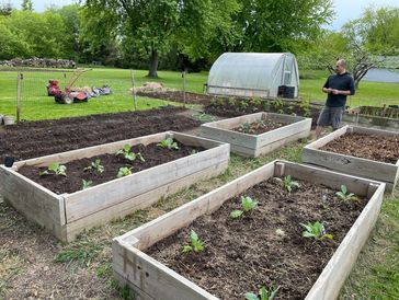 Raised garden beds with young plants in a backyard garden.