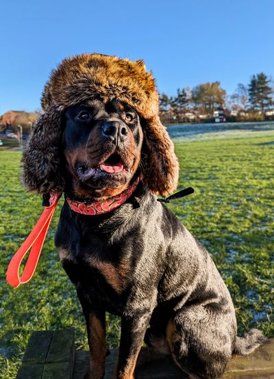 A Rottweiler wearing a Russian hat