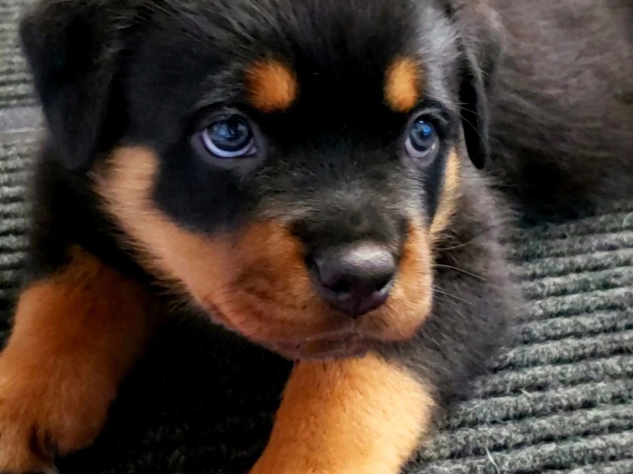 rottweiler puppy was born with blue eyes