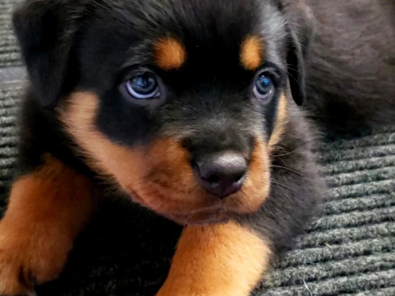 Simms Rottweilers - Rottweiler, Rottweiler Puppy, Breeder