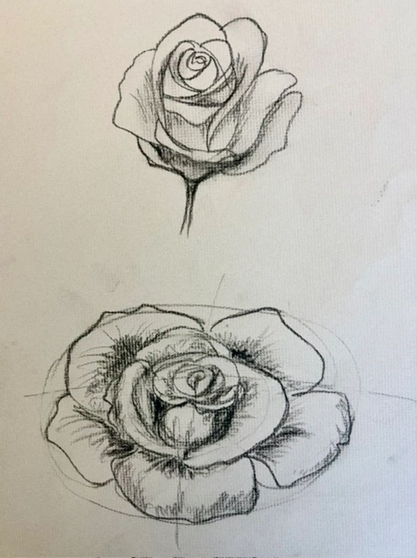 Two pencil sketches of roses on paper.