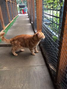 "outside pens"/exercise areas ensures cats get plenty of fresh air and a view of the gardens. 