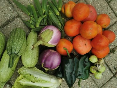 okra, tomatoes, napa cabbage, poblano peppers, Lebanese squash, tomatillos, eggplant