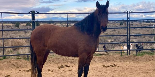A brown horse standing in a fenced sandy area with a cloudy sky.