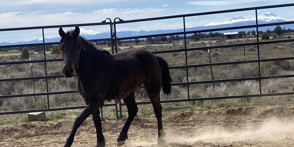 A dark horse trotting in a dusty paddock with mountains in the background.