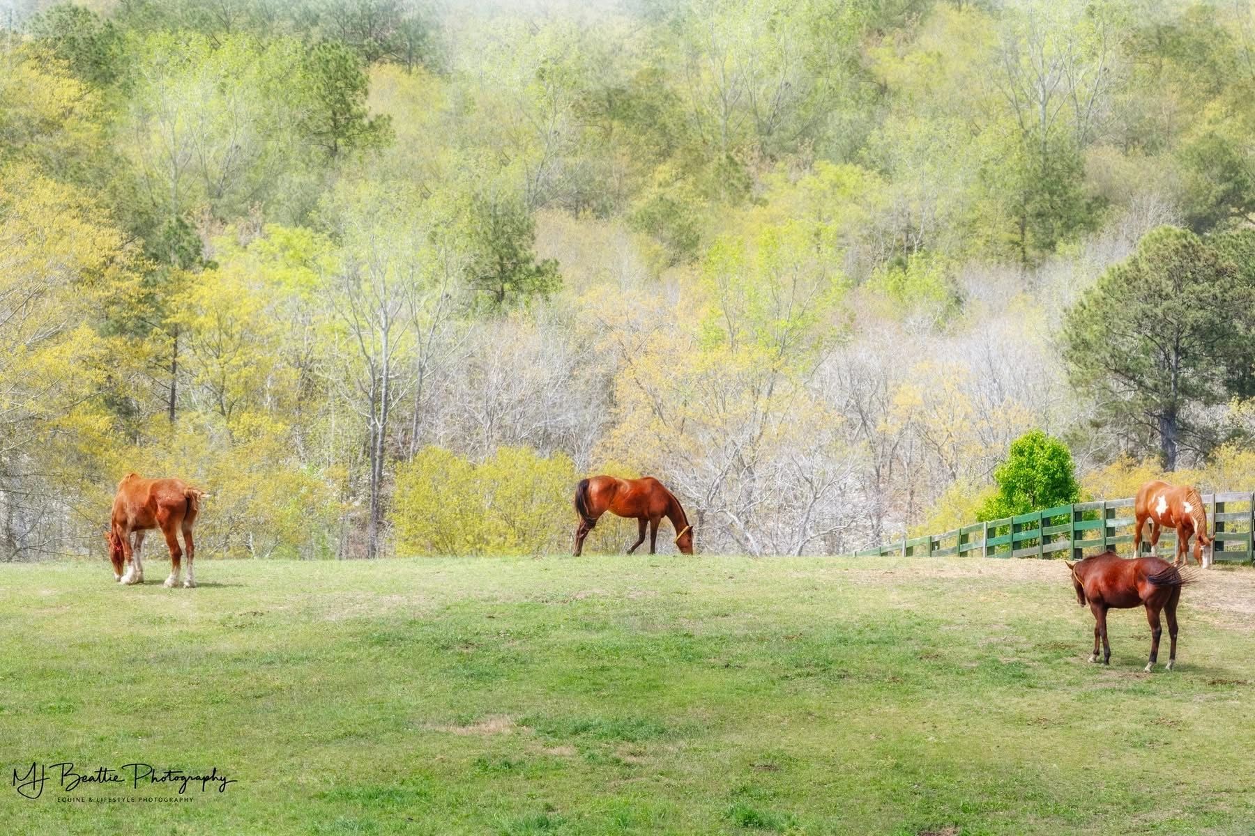 Equine Rescue of Aiken logo
