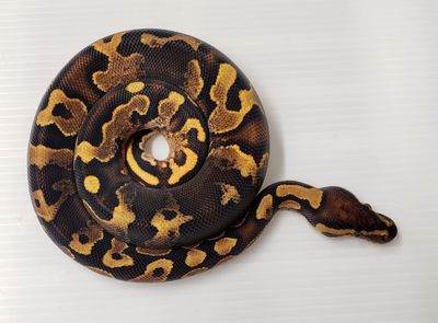 Ball python snake curled on a flat surface