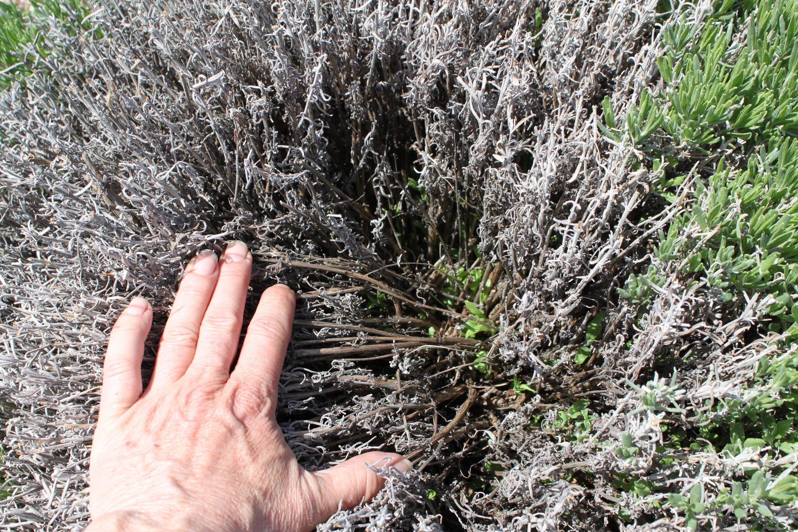 Your Lavender Is NOT Dead