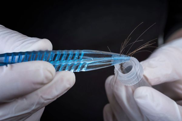 Gloved hands placing hair strands into container with tweezers