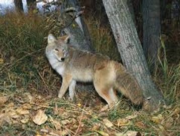 Coyote hunts, Varmint hunts