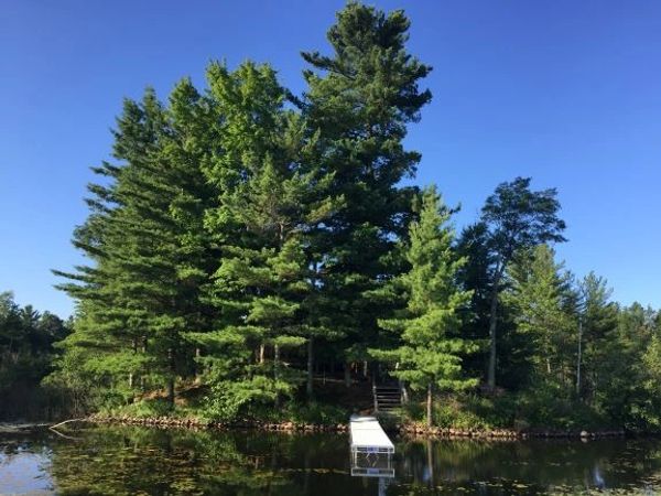 White Pines