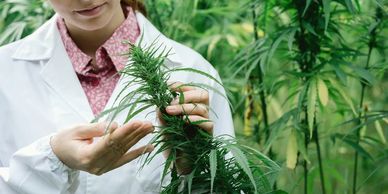 Marijuana pain treatment