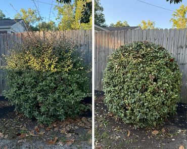 Hedge trimming and shaping in Virginia Beach yard