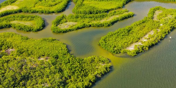 Aerial view of green mangrove islands in water.