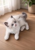 Registered Ragdoll and Ragamuffin  3 Kittens available