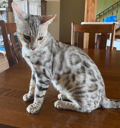 Silver/Black Spotted Tabby Bengal