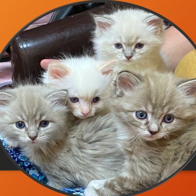 Baby Ragdoll Kittens