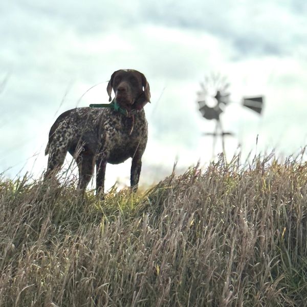 Hildee posing with a windmill in the background.