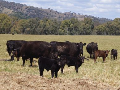 livestock management mudgee, contract mustering mudgee, rural fencing mudgee, fencing contractors