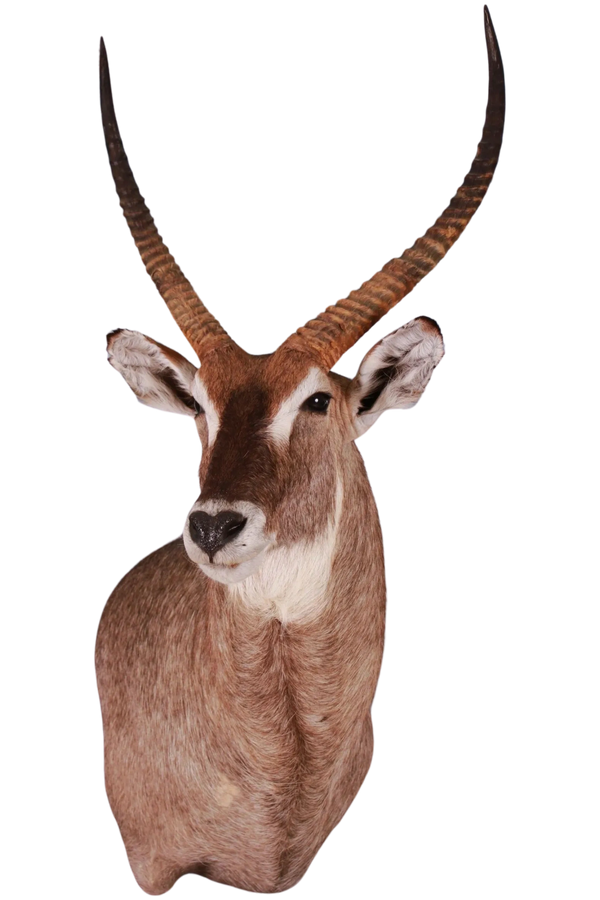 Waterbuck