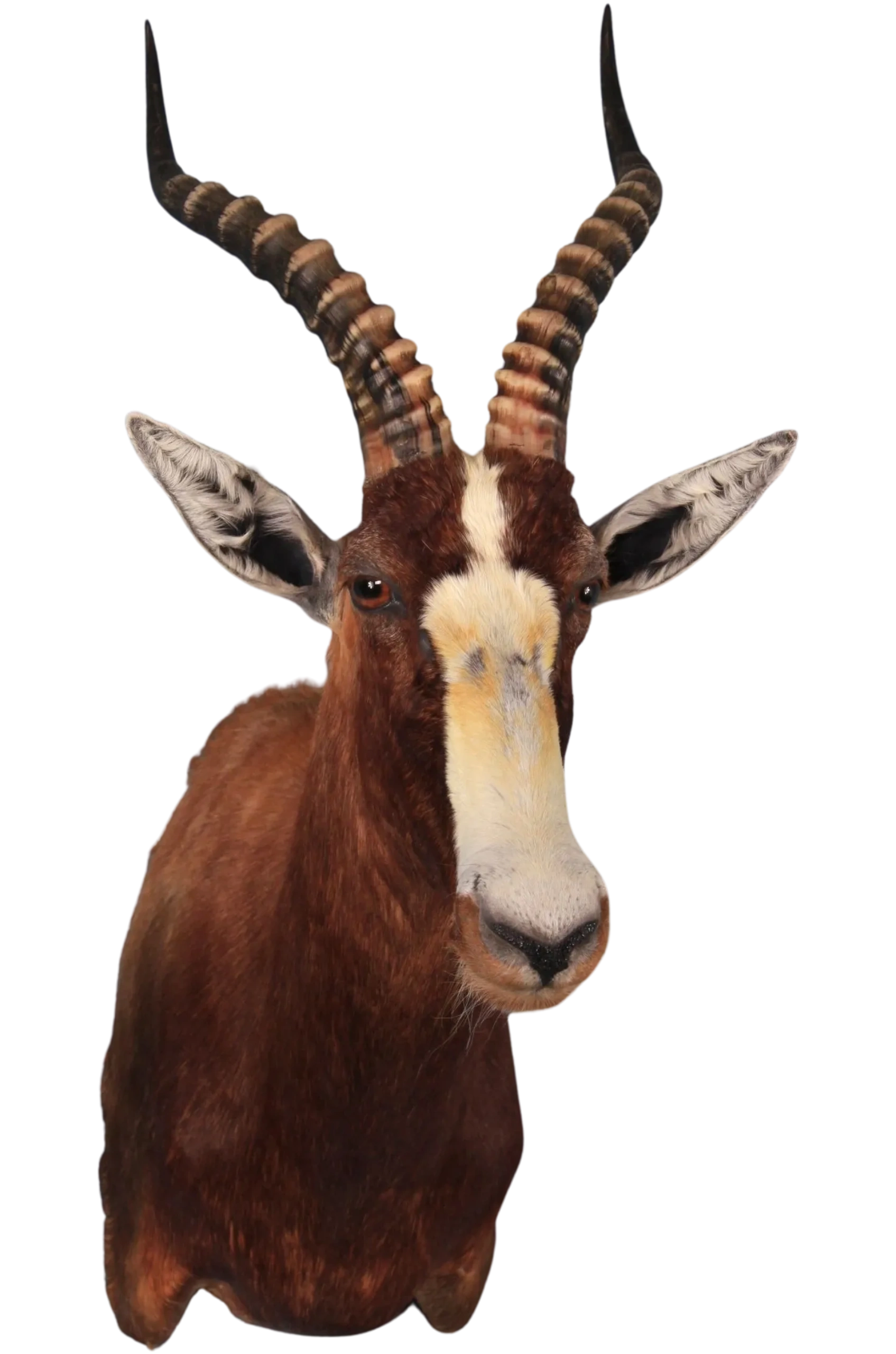 Blesbok