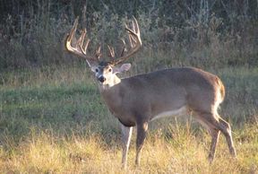 Guided Whitetail Hunts