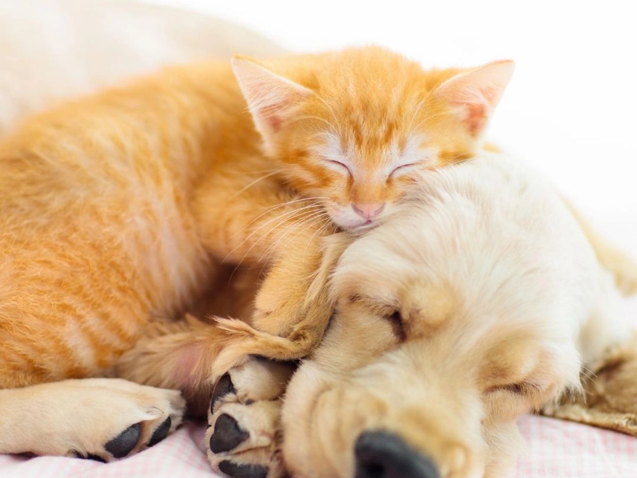 kitten with puppy sleeping