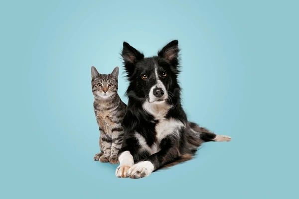 Collie and Tabby sitting for photo for adoption