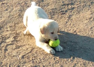 White English Labrador Retriever Breeder Labrador Puppies 
Lab Puppy retrieving a ball 