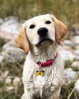 Hunting Lab AKC English Labrador Retriever 
Show Lines Labrador Retriever Labrador Retriever breeder