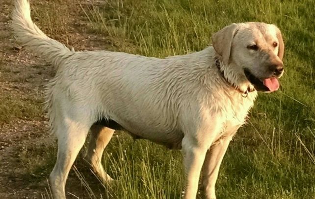 English fowl retrieving Lab