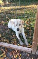 Puppy in timeout #englishlabradorretriever #showlinelabradorreteievers #AKCenglishlabradorreteiever