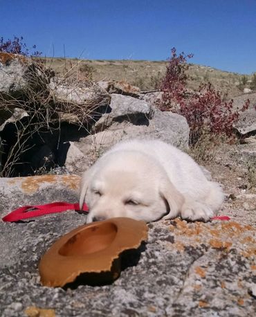 Yellow English Lab Puppy