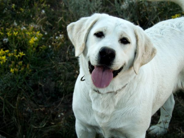 English Labrador Retriever 
Blocky English Labrador Retriever 
English Lab Breeder