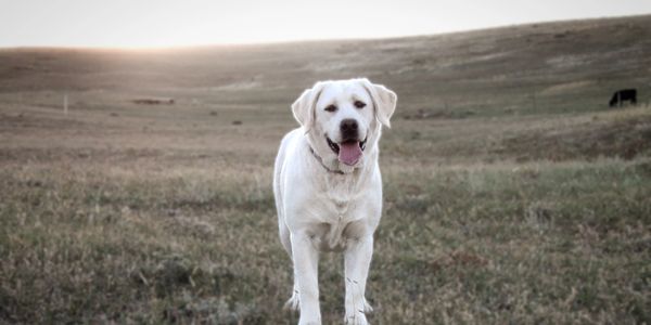 English Labrador Retriever Breeder
English Labrador Retriever Puppies 
English Lab Puppies for sale