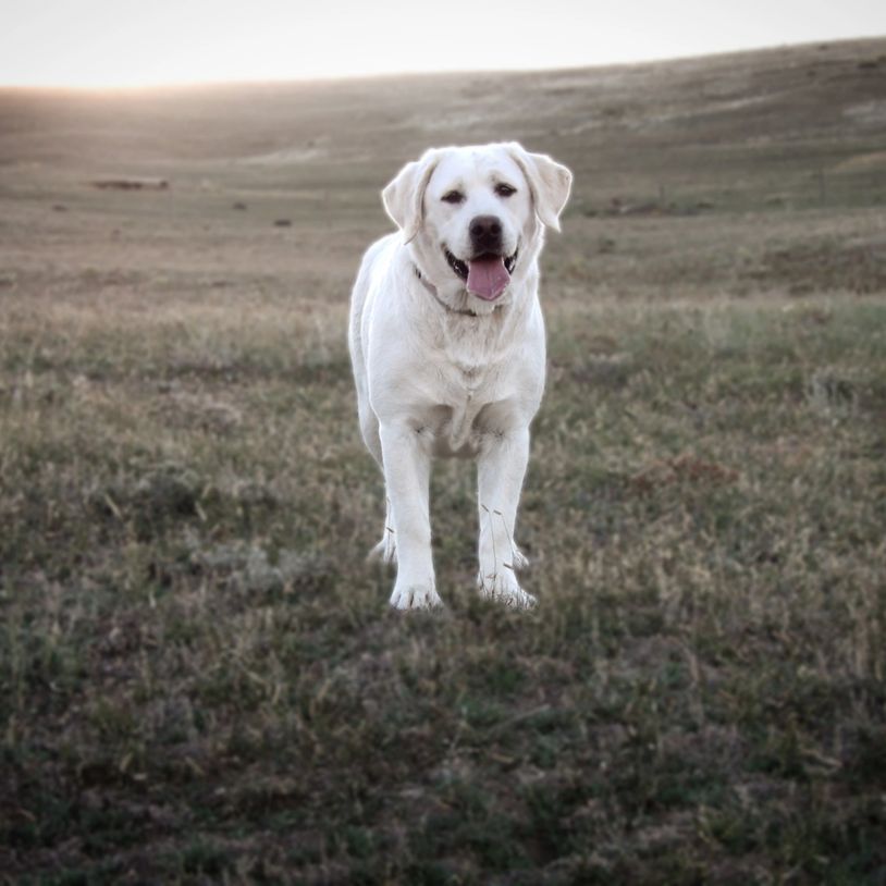 English Labrador Retriever Breeder Straight Shot Labradors