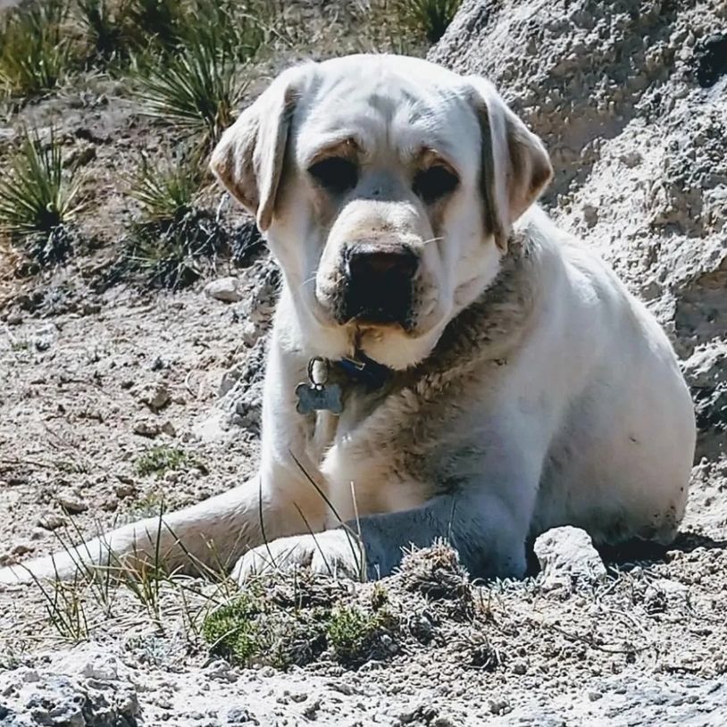 English Labrador Retriever Breeder 
English Labrador Retriever Sire
English Lab Puppies