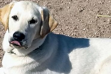 Yellow English Labrador Retriever Breeder in wyoming, Colorado, Utah
Championship Labradors