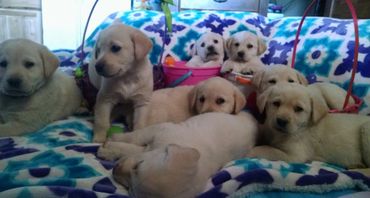 Yellow English Labrador Retriever Puppies for sale Labrador Retriever Breeder English Labs in WY, CO