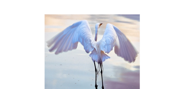 Favorite Egret 