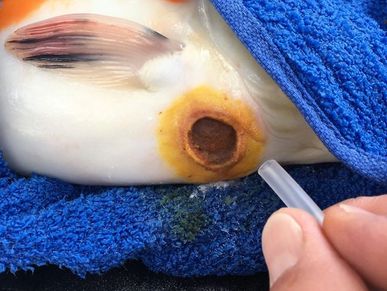 Koi Ulcer
Treat koi wounds
Tropical treatment
The Koi Clinic
