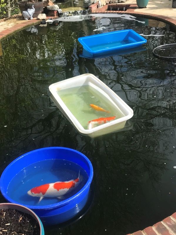 Koi Doctor
Fish Doctor
Pond water quality
Koi Vet
Koi Treatments
Koi Scrapes
