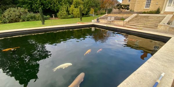 Pond Side Diagnostics
Pond Water Tests
Koi Doctor
Koi Treatments